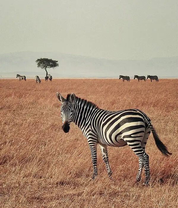 Viajes a Masai Mara