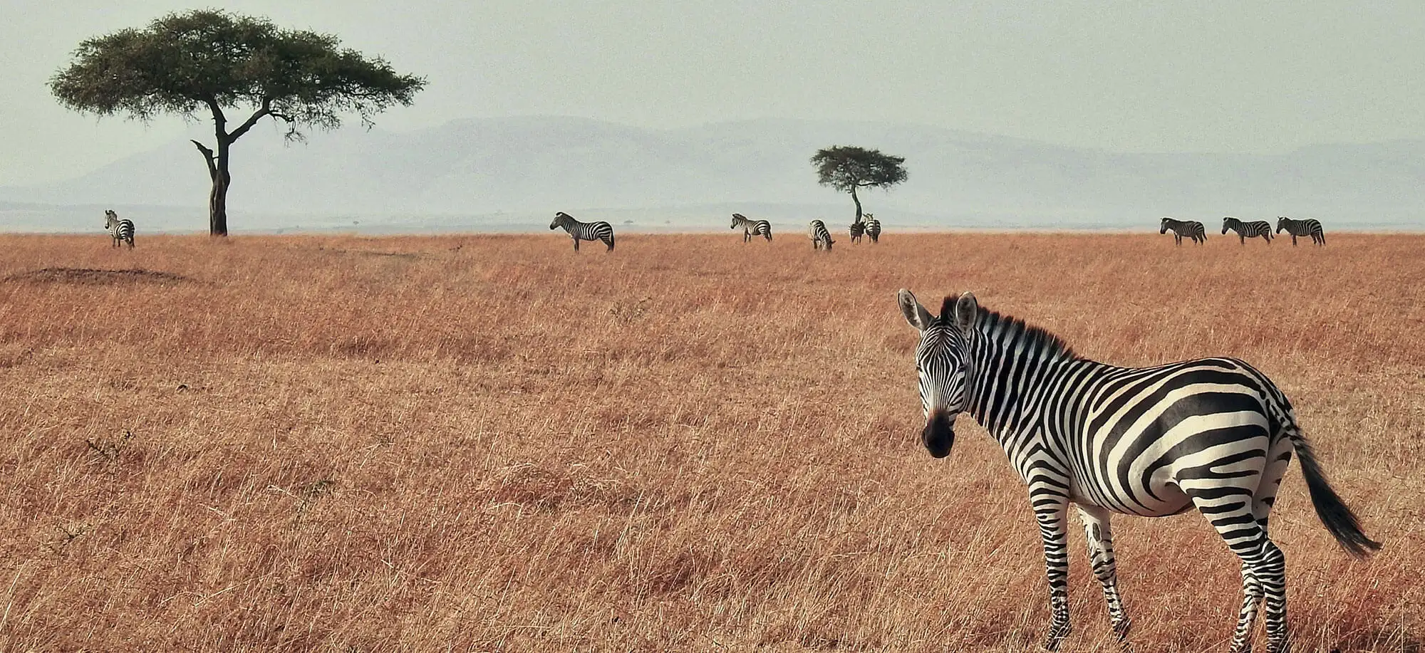 Masai Mara