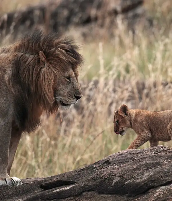 Viajes al Serengeti