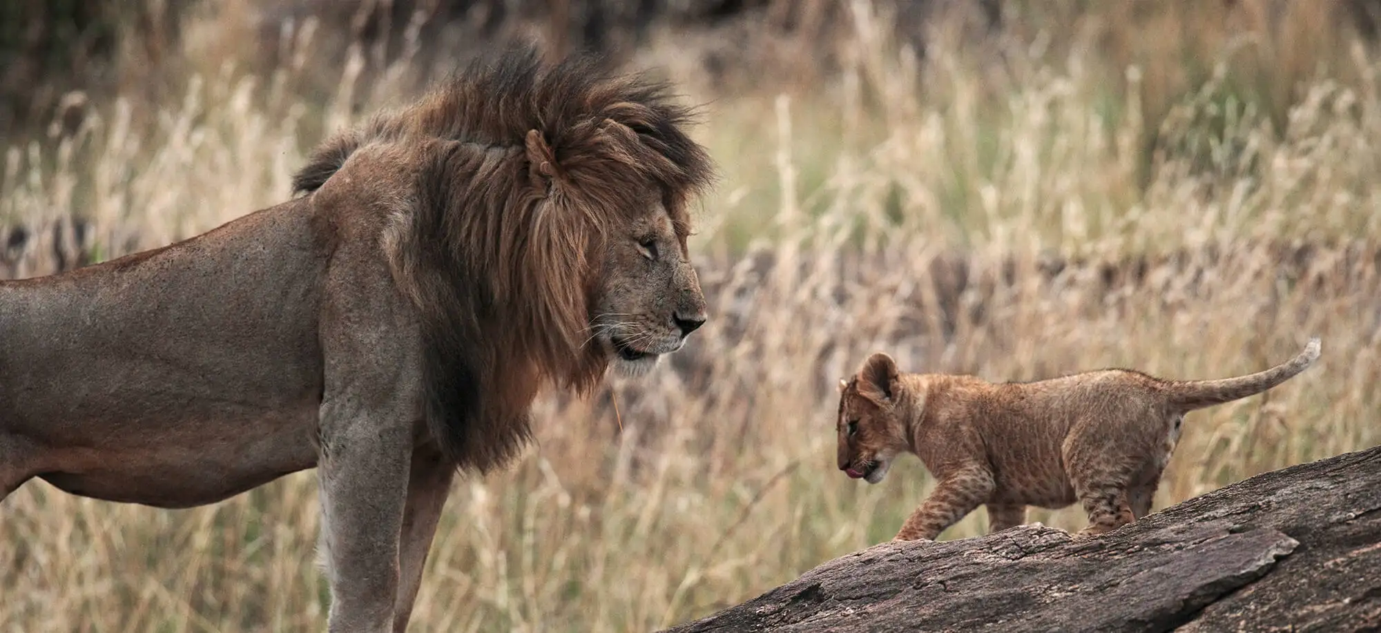 Serengeti