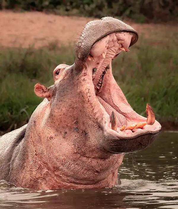 Uganda